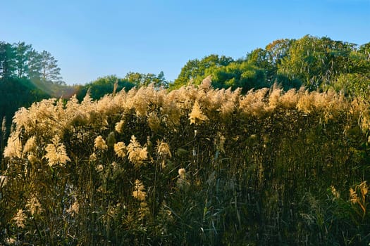 a tall, slender leaved plant of the grass family, which grows in water or on marshy ground