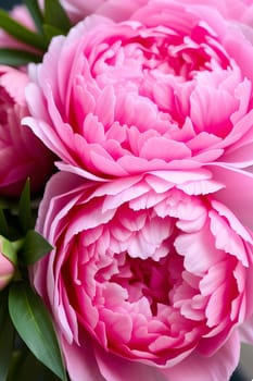 pink peonies flowers nature plants green leaves beautiful bouquet. High quality illustration generated ai alt