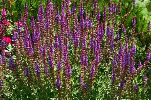a widely distributed plant of the mint family, especially in gardening a bedding plant cultivated for its spikes of bright flowers