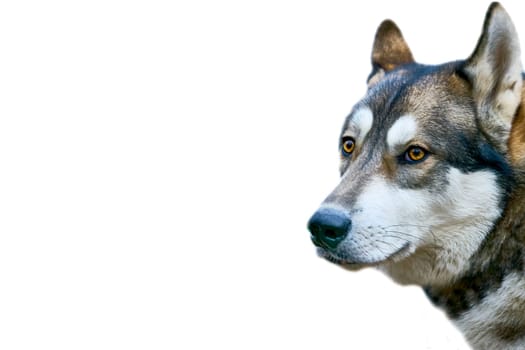 A breed of hunting sled guard dog with a curled fluffy tail