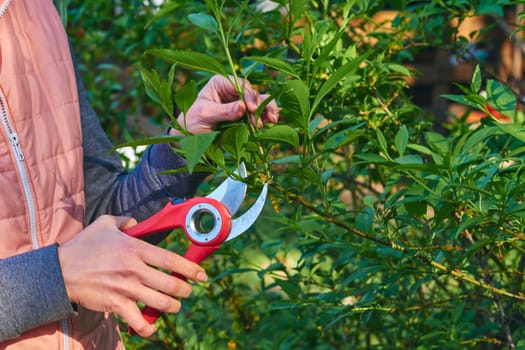 Garden shears for trimming branches, capable of. the action of cutting something