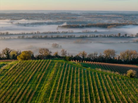 France, Gironde, Langoiran, Aerial view of Premieres Cotes de Bordeaux vineyard in Entre-Deux-Mers, Bordeaux vineyard at sunrise with fog over the Garonne river. High quality photo