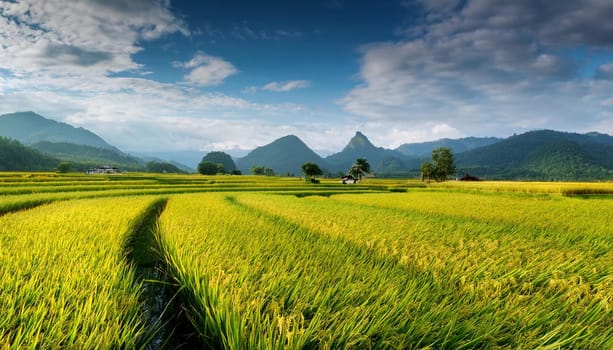 field of rice plants background, AI generated image