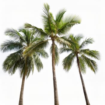 palm tree over white background, AI generated image