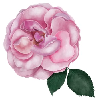 Rose watercolor. Hand drawn pink vintage flower on white background. Clip art botanical. Ideal for posters, cosmetics packaging, cards and clothing prints. High quality illustration