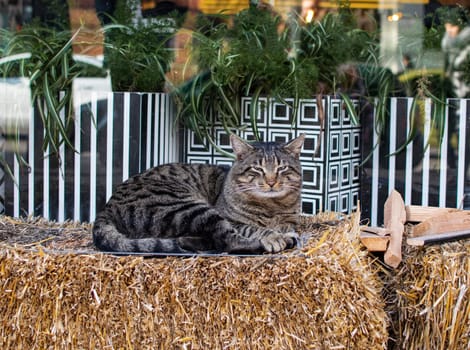 close-up of a tabby gray and white cat. She sits calmly on a decorative bale of hay, in the city. She looks at the camera, people walk past her.