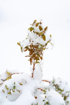 small leaves of a plant covered with ice and snow. like a piece of jewelry frozen in the snow, snow all around, flowers frozen in ice in nature.