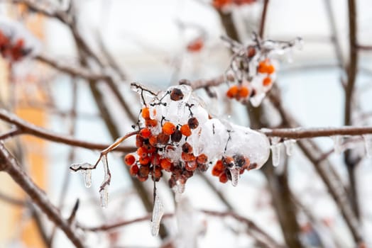 Red rowan berries covered with snow and frost in winter. Close-up of rowan branches and berries.