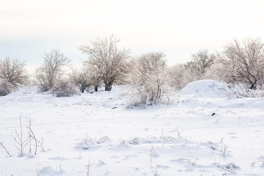 A snow covered field. High quality photo, white snow lies on the field, bushes and trees are covered with ice. the sky is soft blue with a pink tint.