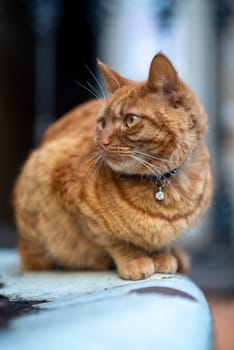 red strred tabby cat with ribbon and decoration on neck. cat sits on snow outside, on roof of vintage car. cat looks away, close-upiped lump with ribbon and bell on neck. High quality photo