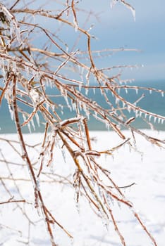 tree branches covered with transparent ice and icicles. the whole earth around is covered with snow. the blue sea is visible on the horizon, vertical photo
