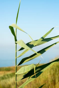 green stem of reed with leaves. reed grows against the backdrop of the sea, its leaves are blown by the wind