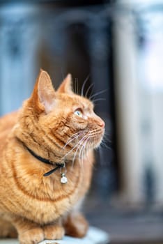 red stripered tabby cat with ribbon and decoration on neck. cat sits on snow outside, close-up of cat's face, he looks at skyd lump with ribbon and bell on neck. High quality photo