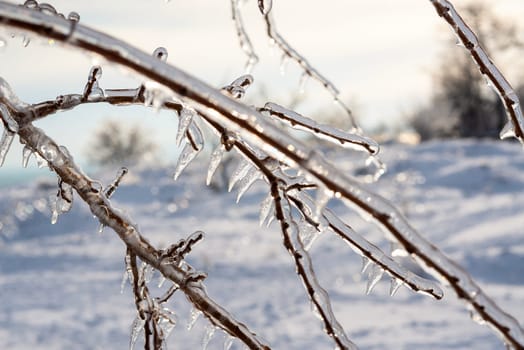 tree branches covered with transparent ice and icicles. the whole ground around is covered with snow.