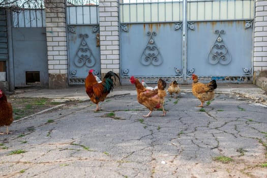 a group of chickens walks along the street in front of a private house. chickens that walk along the path during the day