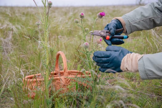 farmer wearing gloves carefully collects thistle flowers with pruning shears as a wicker basket for collecting medicinal flowers stands nearby in the field,
