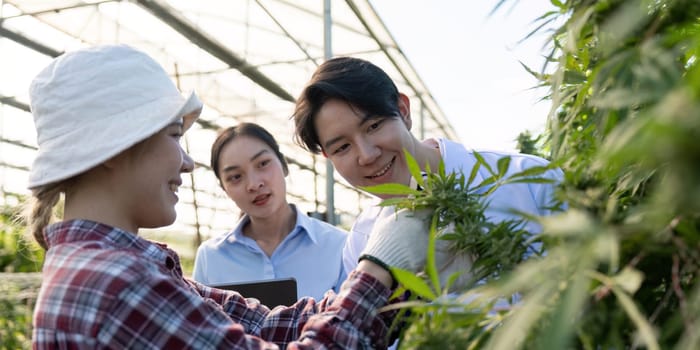A researcher and a gardener inspecting cannabis plants together, while a colleague observes in a greenhouse setting.