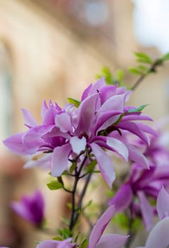 close up of blooming bright pink magnolia, flower blossomed outside, magnolia blossoms on tree branch