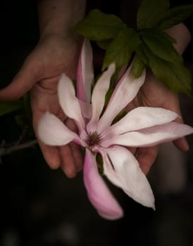 close up of a blooming bright pink magnolia tree being held in hands