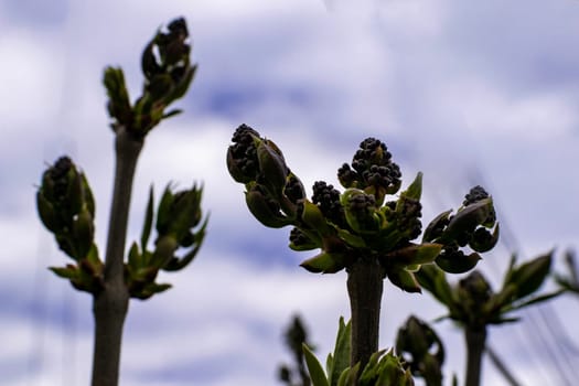 lilac branches in early spring with buds and leaves against the sky. buds began to swell. young tree.