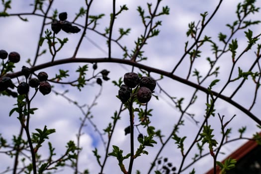 A bird perched on a tree branch. High quality photo