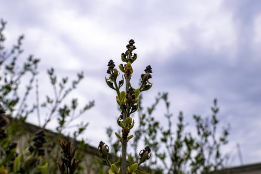 lilac branches in early spring with buds and leaves against the sky. buds began to swell. young tree against the clouds