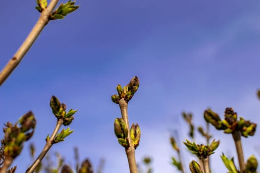 lilac branches in early spring with buds and leaves against the sky. buds began to swell. young tree