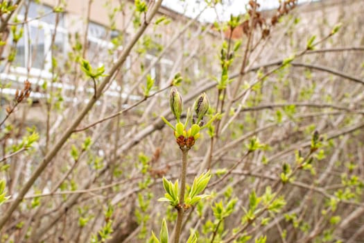 lilac branches in early spring with buds and leaves against the sky. buds began to swell. young tree bright green against the background of the house