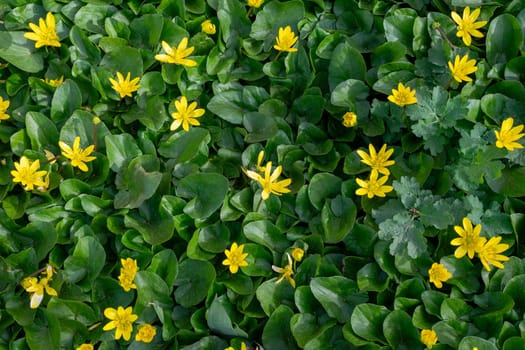 yellow flowers with green leaves of the Kalta variety. flowers grow outdoors completely covering the ground making a background, top view