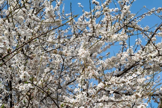 blossoming apricot tree against blue sky. many blossoming tree branches. bright sunny spring day
