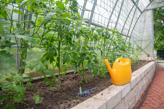 Tomatoes growing on a trellis in a greenhouse with a yellow watering can standing on a brick border, cozy home gardening,