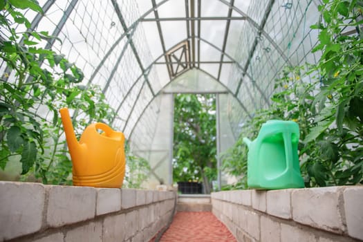Two multi-colored watering cans stand on low brick walls inside a greenhouse where tomatoes grow tied to a net against the wall, , home gardening,