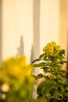 A close up of a flower. yellow spring flowers grow on a bush,the sun is shining brightly, shadows on the wall. High quality photo