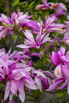 close up of a blooming bright pink magnolia tree. on a tree branch there are many pink flowers that are fully bloomed