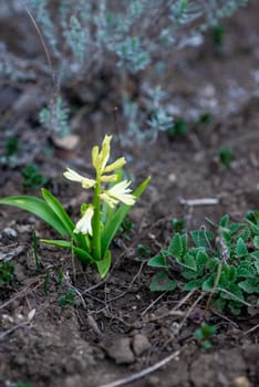yellow crocuses growing in the garden. yellow flowers and green leaves. lavender growing nearby. vertical photo