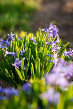 A close up of a flower. Blue crocuses surrounded by green narrow leaves grow in the garden. High quality photo
