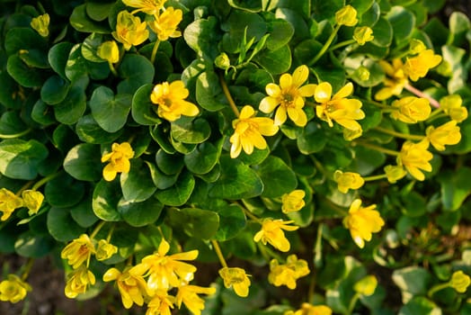 yellow flowers with green leaves of the Kalta variety. flowers grow outdoors completely covering the ground making a background, top view.