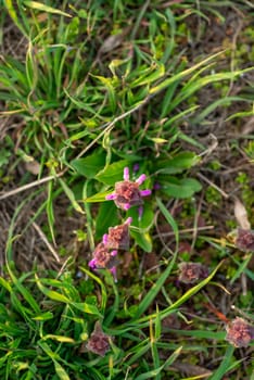 Dark pink flowers first grew in the garden among the green grass,view from above, close-up .High quality photo
