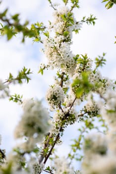 blossoming cherry tree. many white flowers and soft green leaves on a bright sunny spring day, against the blue sky. vertical photo