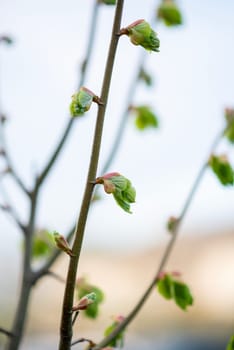 young leaves bloom on a branch in spring. soft blue sky in the background.
