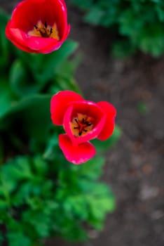 close-up of red tulips. Two tulips grow in the garden in spring. Top view of tulips. The buds have blossomed.