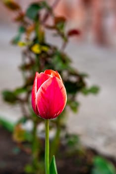 Close up of tulip flower growing in garden. Tulip bud closed, top view.A close up of a flower. High quality photo