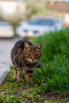 gray cat with white stripes walks down the street. cat looks at camera. she hunts