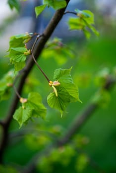 young leaves bloom on a branch in spring. green background in the background. birch leaves on a tree