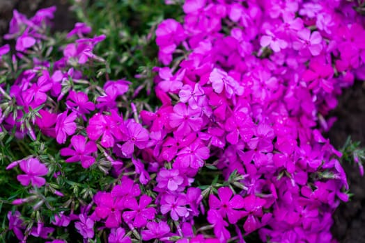 background of purple flowers. many small flowers. A close up of a purple flower. High quality photo