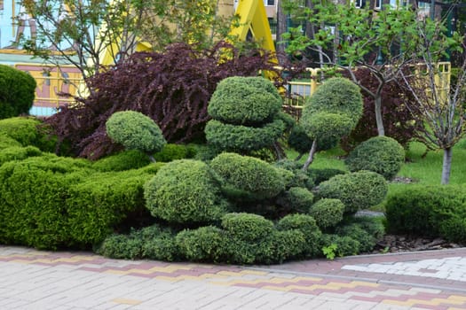 Kharkov, Ukraine, 14 May 2024. A well-maintained garden with artistically pruned shrubs, possibly bonsai or topiary, featuring rounded shapes. The shrubs are surrounded by a variety of greenery, including a pathway with patterned paving stones in the foreground