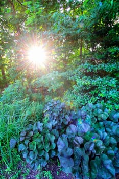 Views at Inniswood Metro Gardens, Westerville, Ohio