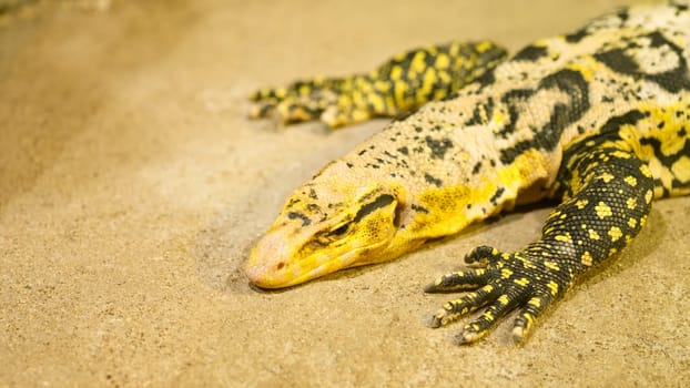 Close up of a yellow headed water monitor resting on the sand, showcasing its vibrant colors and intricate patterns