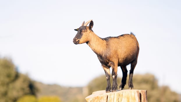 Brown and black goat standing on tree trunk in green field