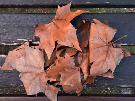 Autumn dry maple leaves on wooden bench.